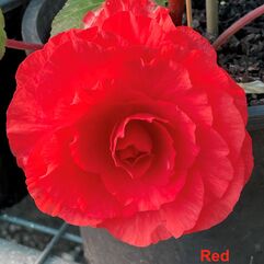 Tuberous Begonia Tubers - Large Flowered Hybrids - Red