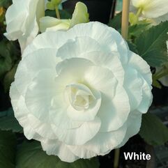 Tuberous Begonia Tubers - Large Flowered Hybrids - White