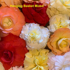 Tuberous Begonia Tubers - Hanging Basket Tubers - Mixed