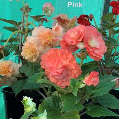 Tuberous Begonia Tubers - Large Flowered Hybrids - Pink