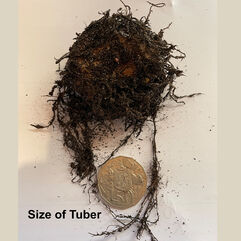 Tuberous Begonia Tubers   Large Flowered Hybrids   Pink