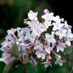 Viburnum juddii