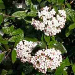 Viburnum burkwoodii