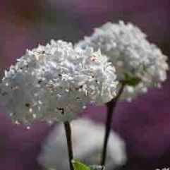 Viburnum carlessii