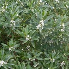 Viburnum oderatissimum