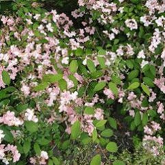 Viburnum plicatum Pink Beauty