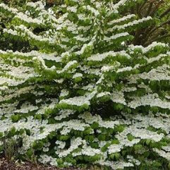 Viburnum plicatum lanarth