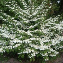 Viburnum plicatum tomentosum