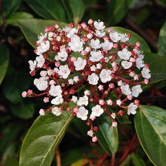 Viburnum tinus Laurustinus