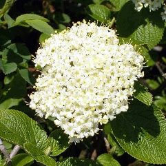 Viburnum lantana versicolor