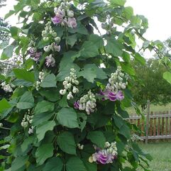 Vigna caracalla  Snail Vine