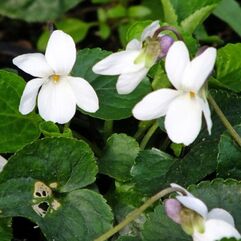 Viola Odorata – Alba