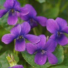 Viola Odorata – Sweet Governor Herrick