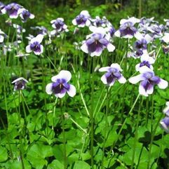 Viola hederacea – Australian Native Violet