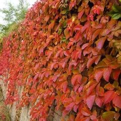 Virginia Creeper  Parthenocissus quinquefolia