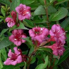 Weigela florida Eva Rathke