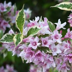 Weigela Florida Variegata