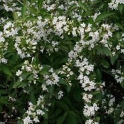 Weigela Florida Alba