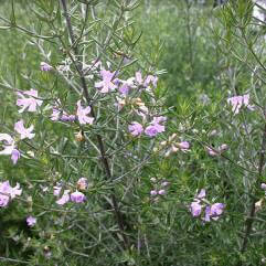 Westringia fruiticosa - Wynabbie Gem