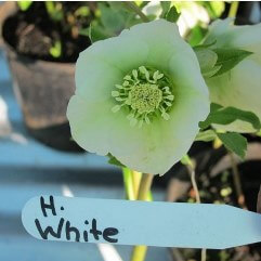 Hellebore White