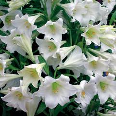 Lilium White Wish