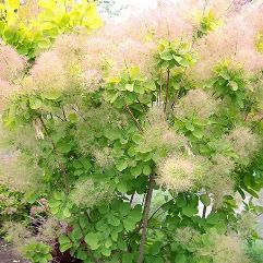 Cotinus coggygria - Young Lady Smoke Bush