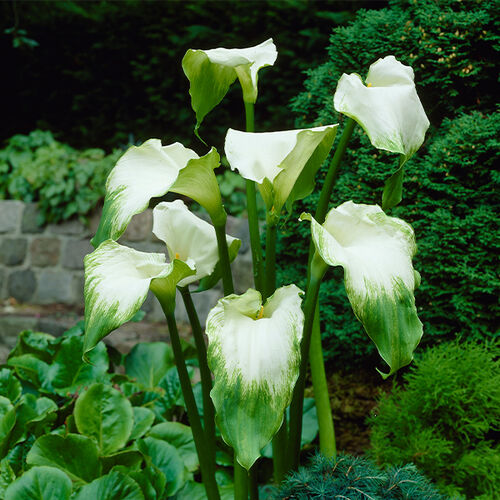 Zantedeschia - Arum Green Goddess