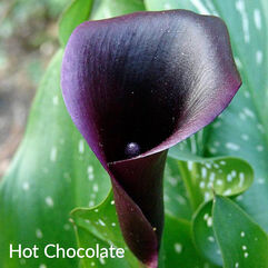 Zantedeschia Hybrid   Calla Lily