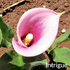 Zantedeschia Hybrid   Calla Lily