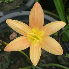 Zephranthes - Copper Rain Lily