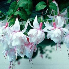 Hanging Basket Fuchsia - Mancunian