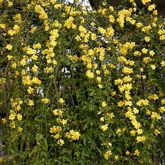  Jasminum mesnyi - Primrose Jasmine