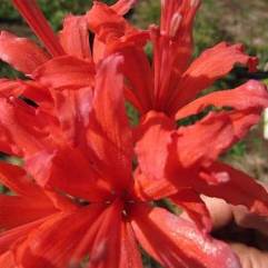 Nerine Anne