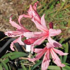 Nerine Bach