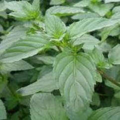 Basil Mint