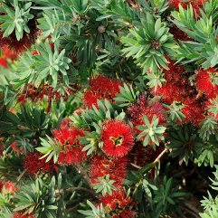 Callistemon viminalis - Little John