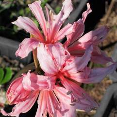 Nerine Carmenta