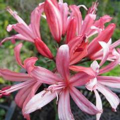 Nerine Caroline