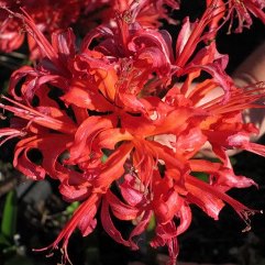 Nerine Carolside