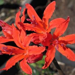 Nerine Chorister