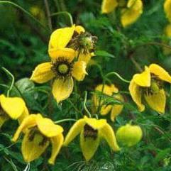 Clematis Tangutica - Bell shaped Clematis