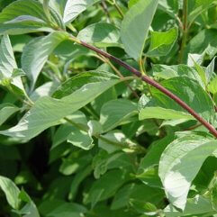 Cornus baileyi - Red Stemmed Dogwood