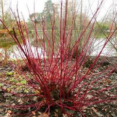 Cornus alba sibirica - Red Stem White Dogwood