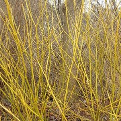 Cornus sericea flaviramea - Yellow Stem Dogwood