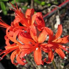 Nerine Cuckfield