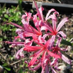 Nerine Curiosity