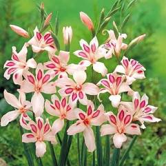 Nerine Elvira