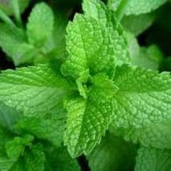 English Mint