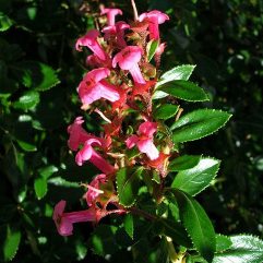 Escallonia Macrantha Rubra