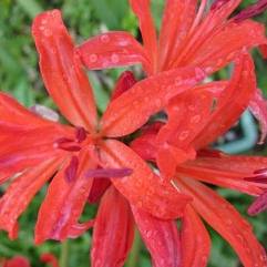 Nerine Fire Red